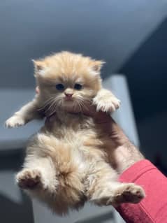 Persian Kitten