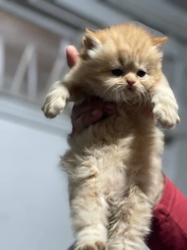 Persian Kitten 3