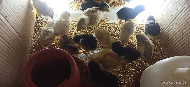 Heera / Mushka /Black & White & Lakha Chicks/Eggs Available 5