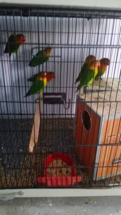 love birs/cocktail/breeder pair for  sale