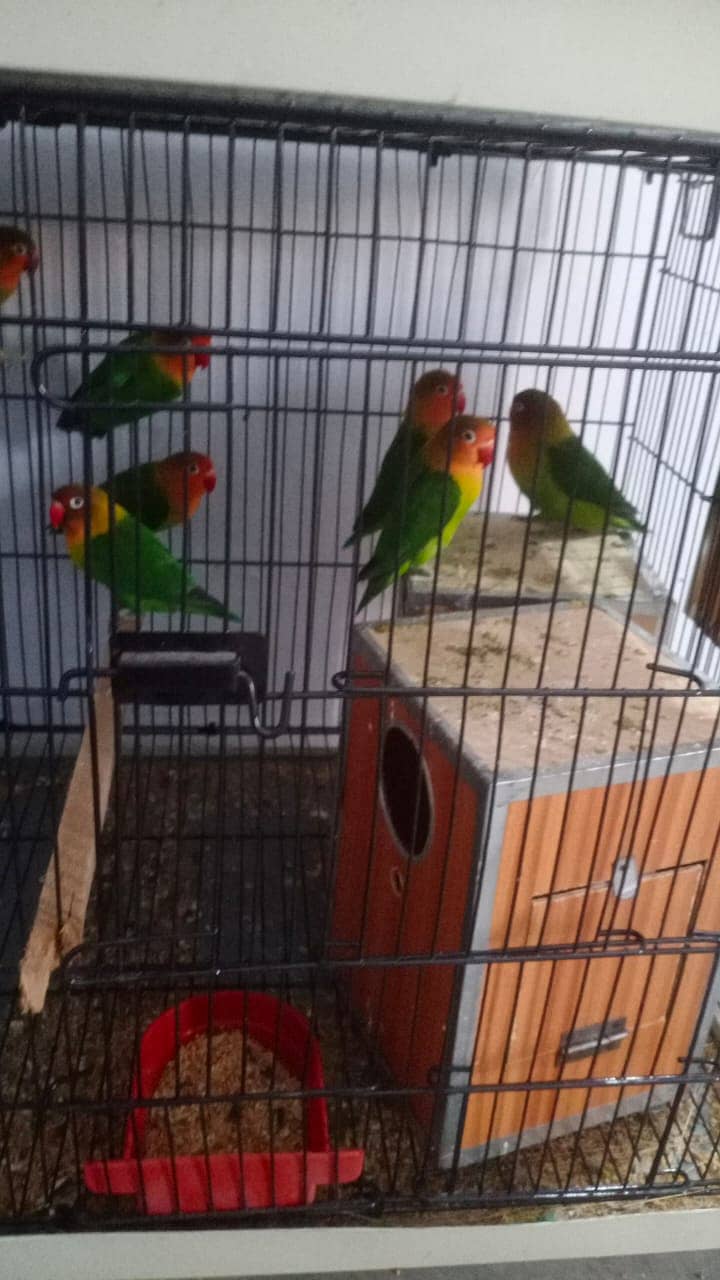 love birs/cocktail/breeder pair for  sale 1