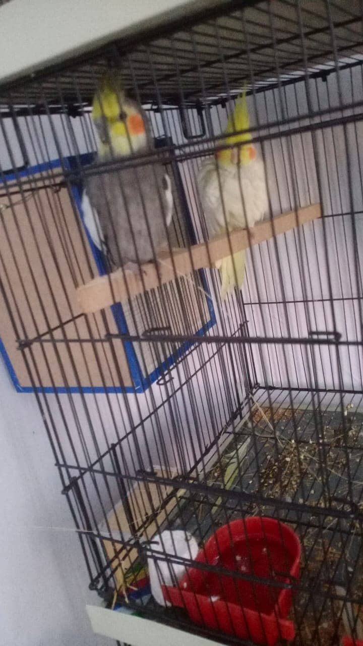 love birs/cocktail/breeder pair for  sale 2