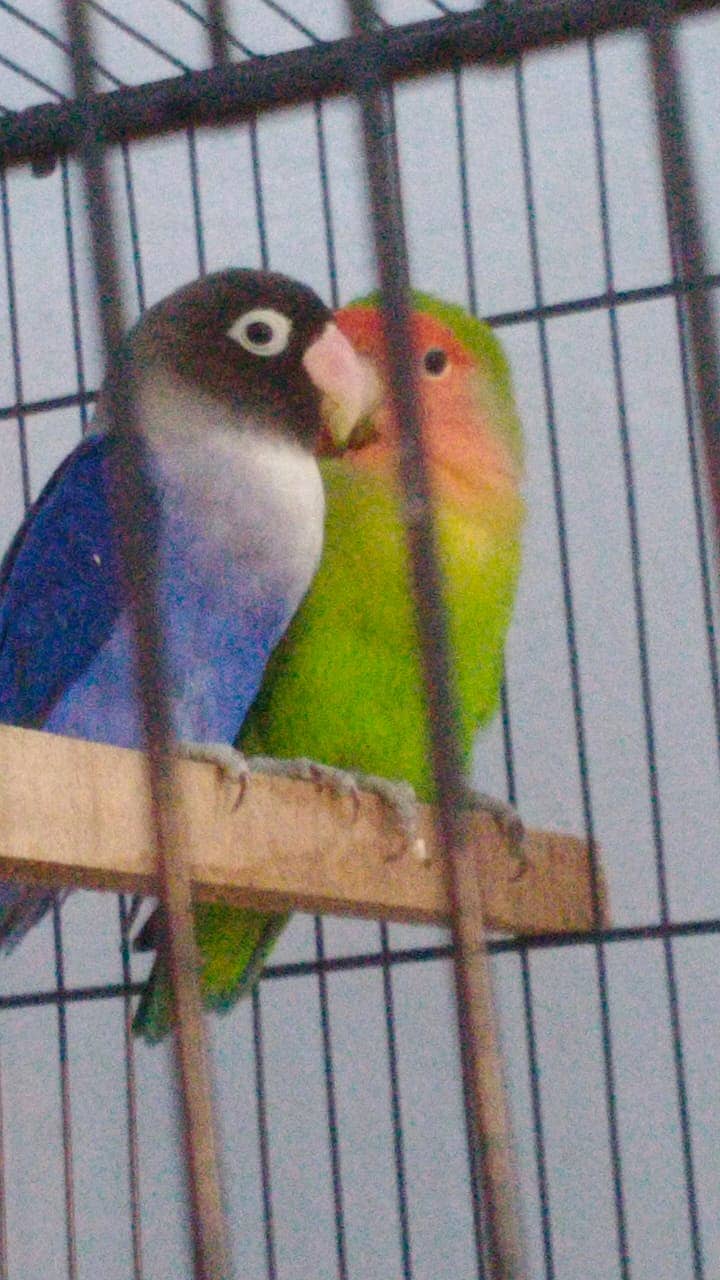 love birs/cocktail/breeder pair for  sale 3