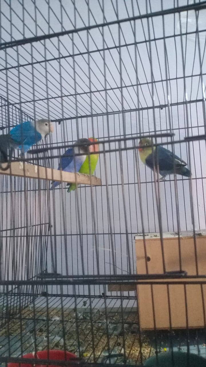 love birs/cocktail/breeder pair for  sale 4