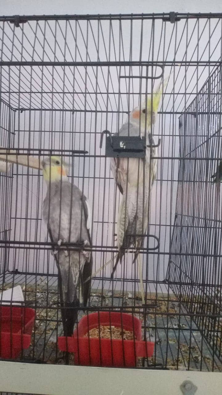 love birs/cocktail/breeder pair for  sale 5