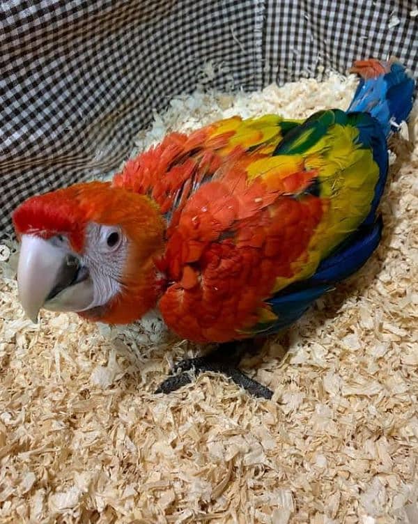 red macaw parrot 6 for sale 03=49=68=26=931 0