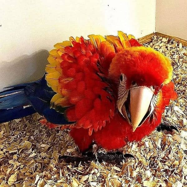 red macaw parrot 6 for sale 03=49=68=26=931 1