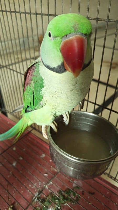 Pure Indian Raw Parrot 1