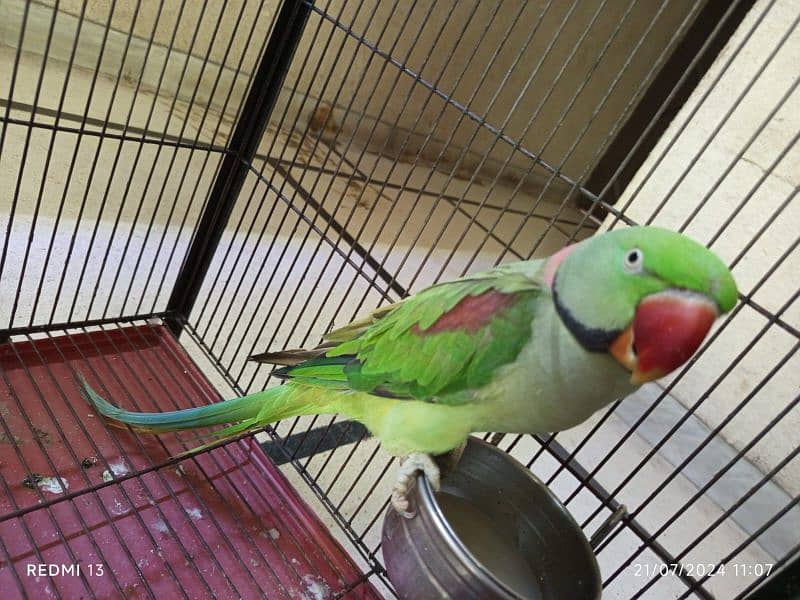 Pure Indian Raw Parrot 2