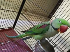 Pure Indian Raw Parrot