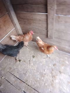 3 Hens