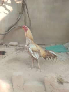 aseel murgah for sale