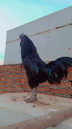 Grey Tongue Ayam Cemani  Male for Sale