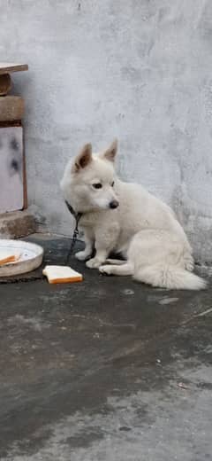 Indian Spitz (Pishi Male) For Sale