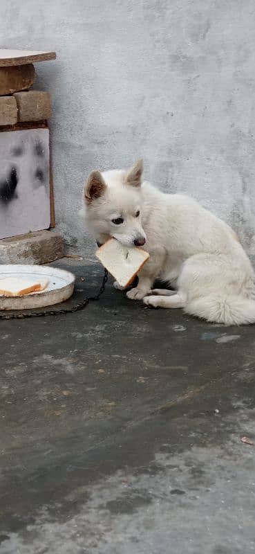 Indian Spitz (Pishi Male) For Sale 1