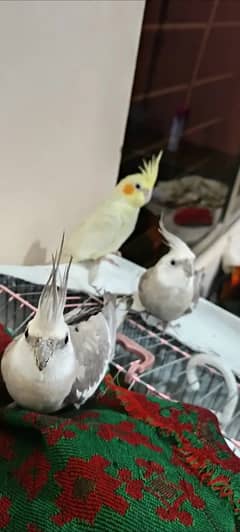 Cockatiel