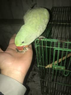 Kashmiri Raw Parrot Hand Tame zero Bite