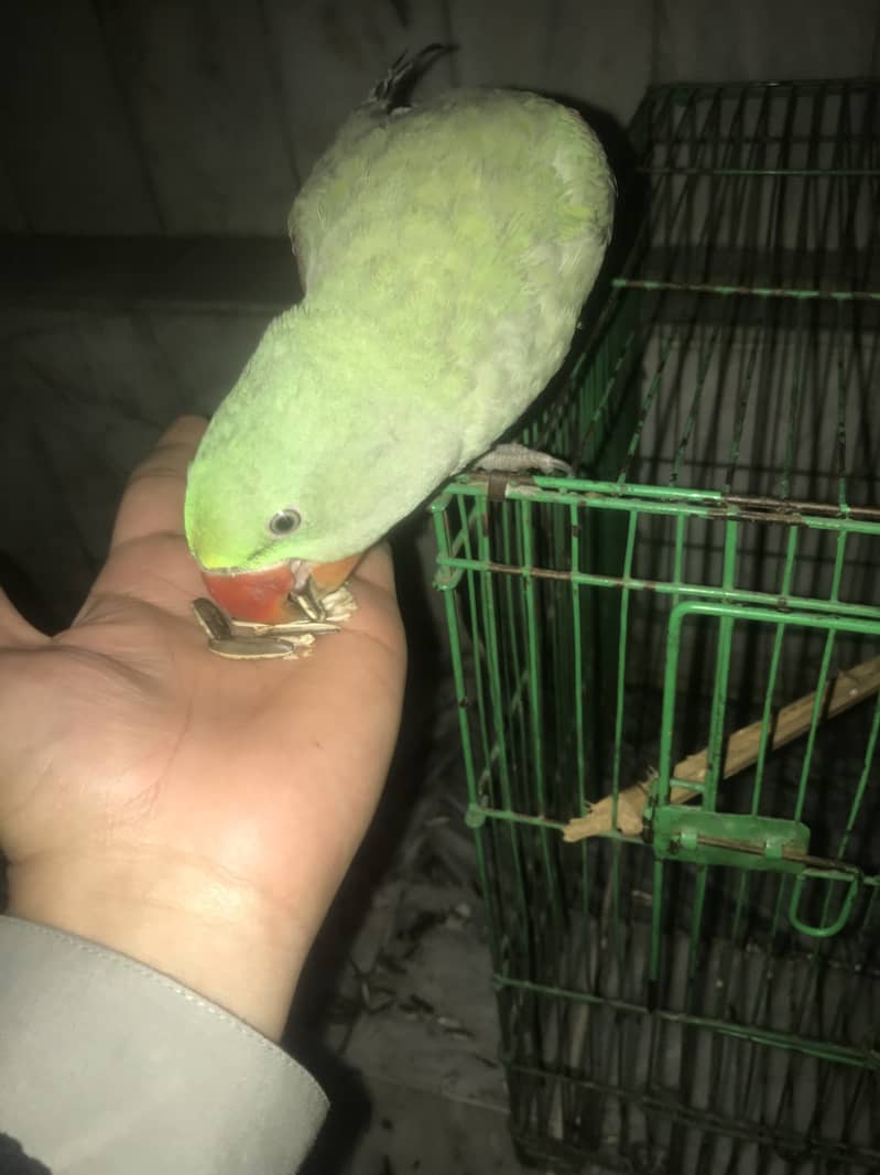 Kashmiri Raw Parrot Hand Tame zero Bite 0