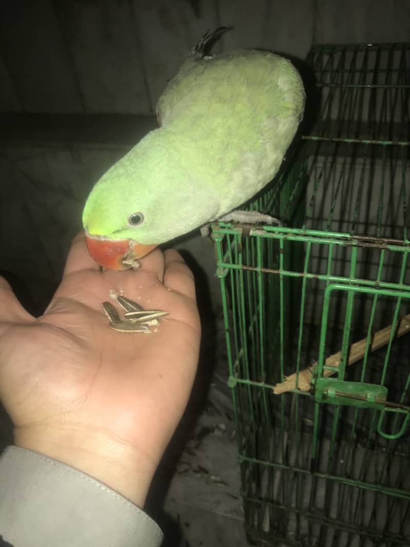 Kashmiri Raw Parrot Hand Tame zero Bite 1