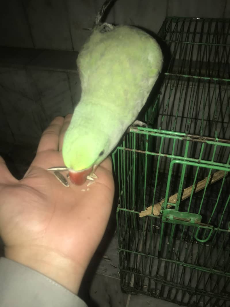 Kashmiri Raw Parrot Hand Tame zero Bite 2