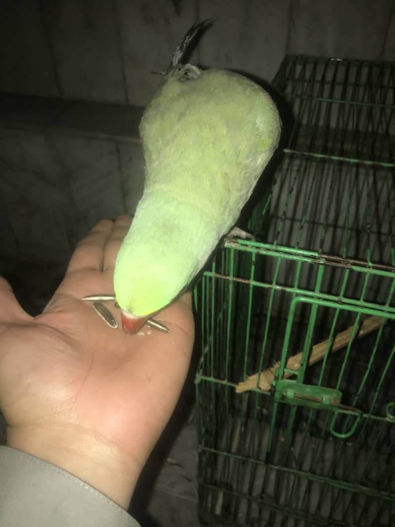 Kashmiri Raw Parrot Hand Tame zero Bite 3