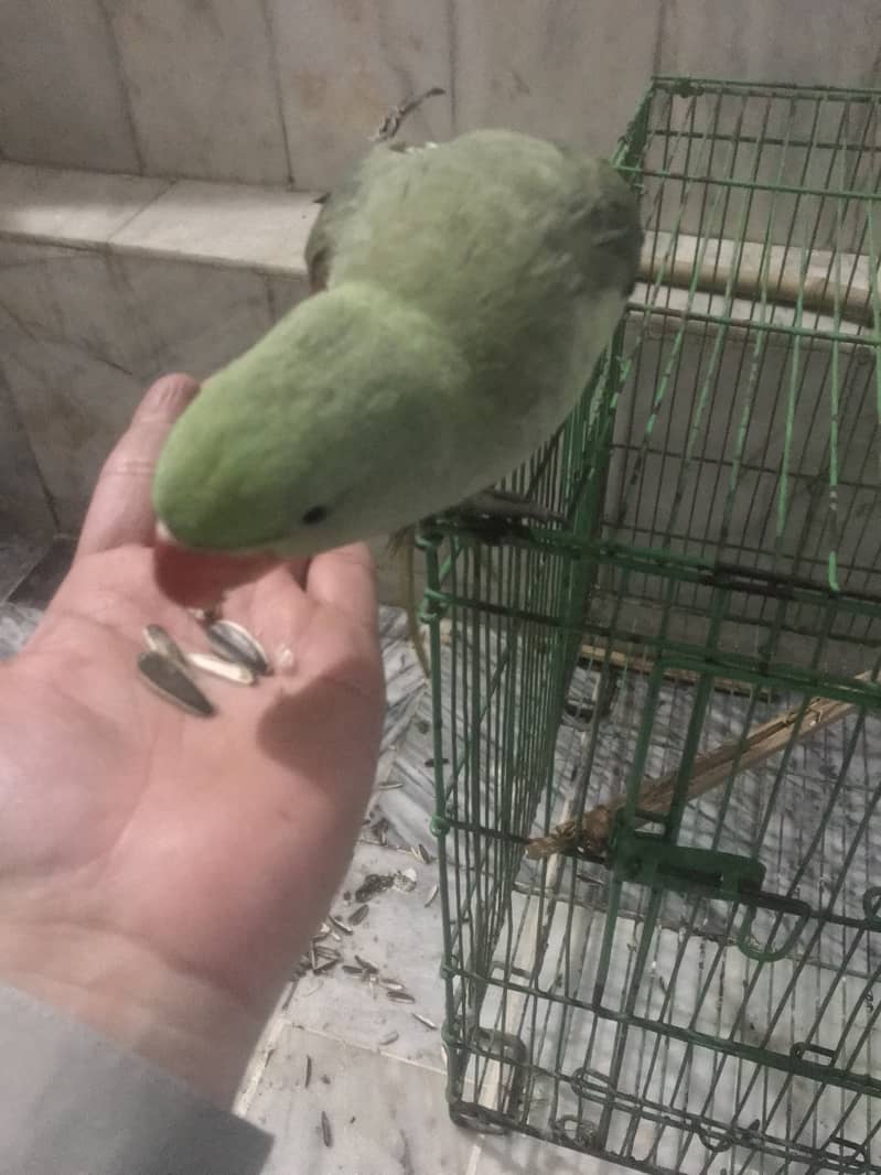 Kashmiri Raw Parrot Hand Tame zero Bite 4