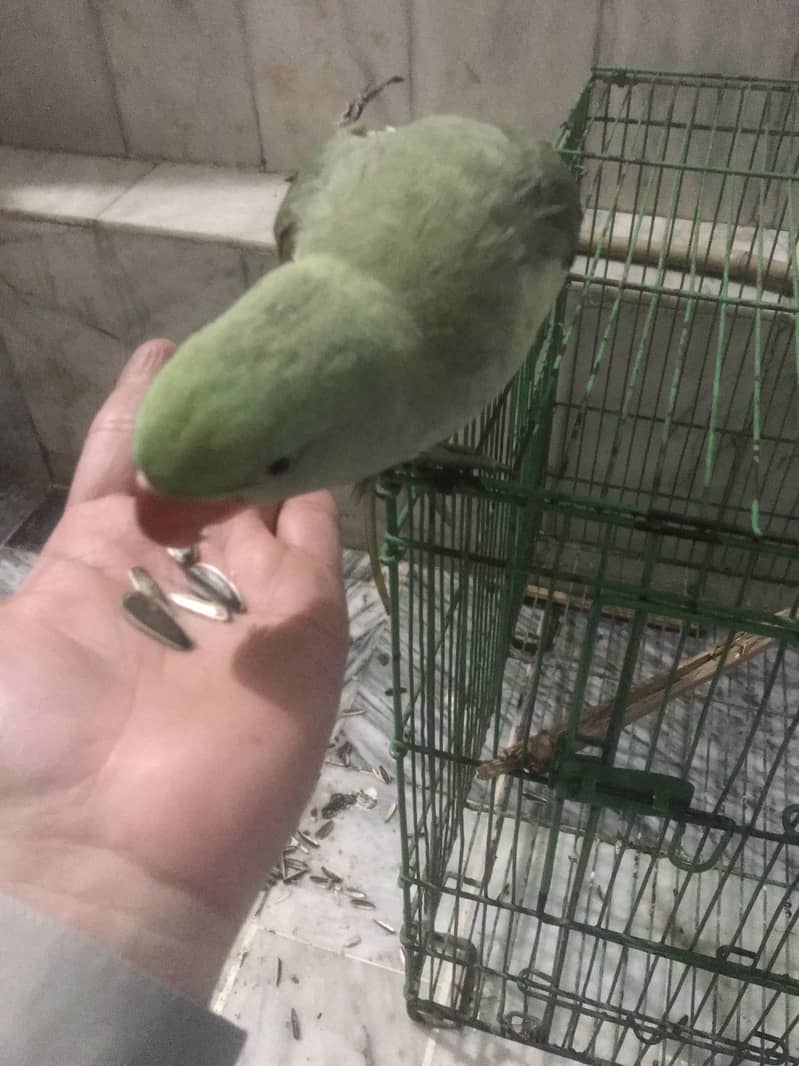 Kashmiri Raw Parrot Hand Tame zero Bite 5