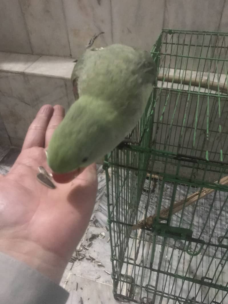 Kashmiri Raw Parrot Hand Tame zero Bite 6