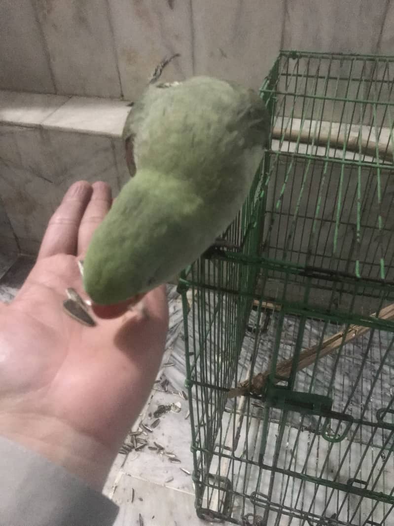 Kashmiri Raw Parrot Hand Tame zero Bite 7