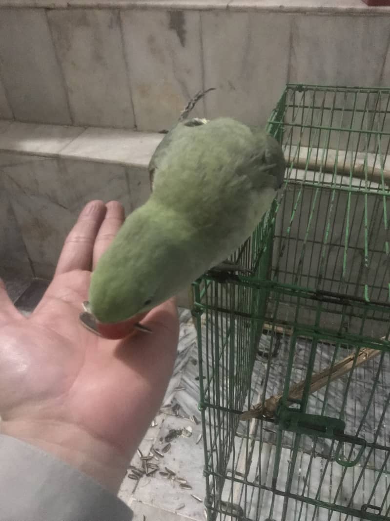 Kashmiri Raw Parrot Hand Tame zero Bite 8