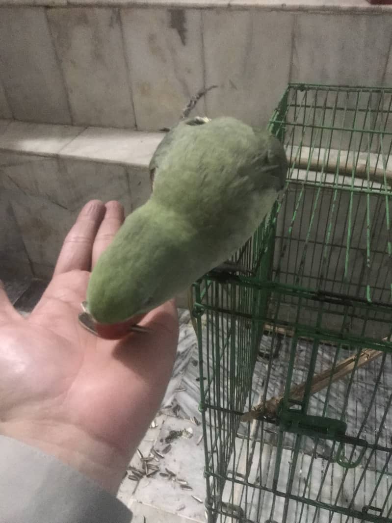 Kashmiri Raw Parrot Hand Tame zero Bite 9