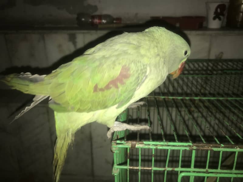 Kashmiri Raw Parrot Hand Tame zero Bite 10