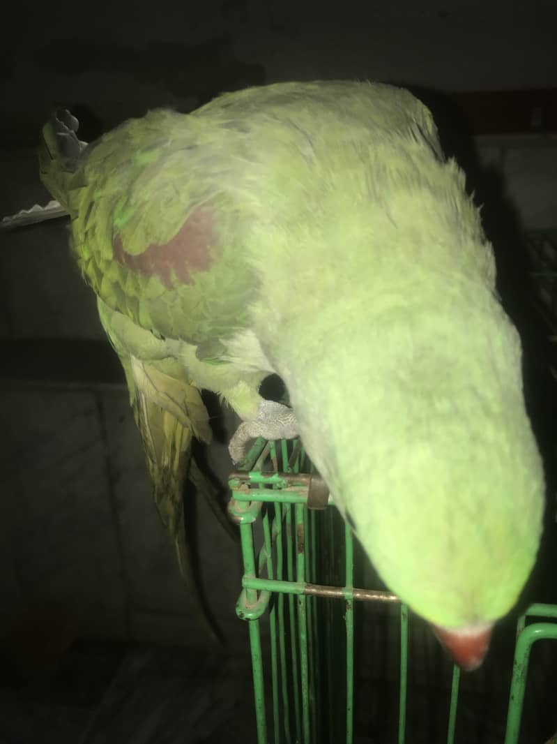 Kashmiri Raw Parrot Hand Tame zero Bite 11