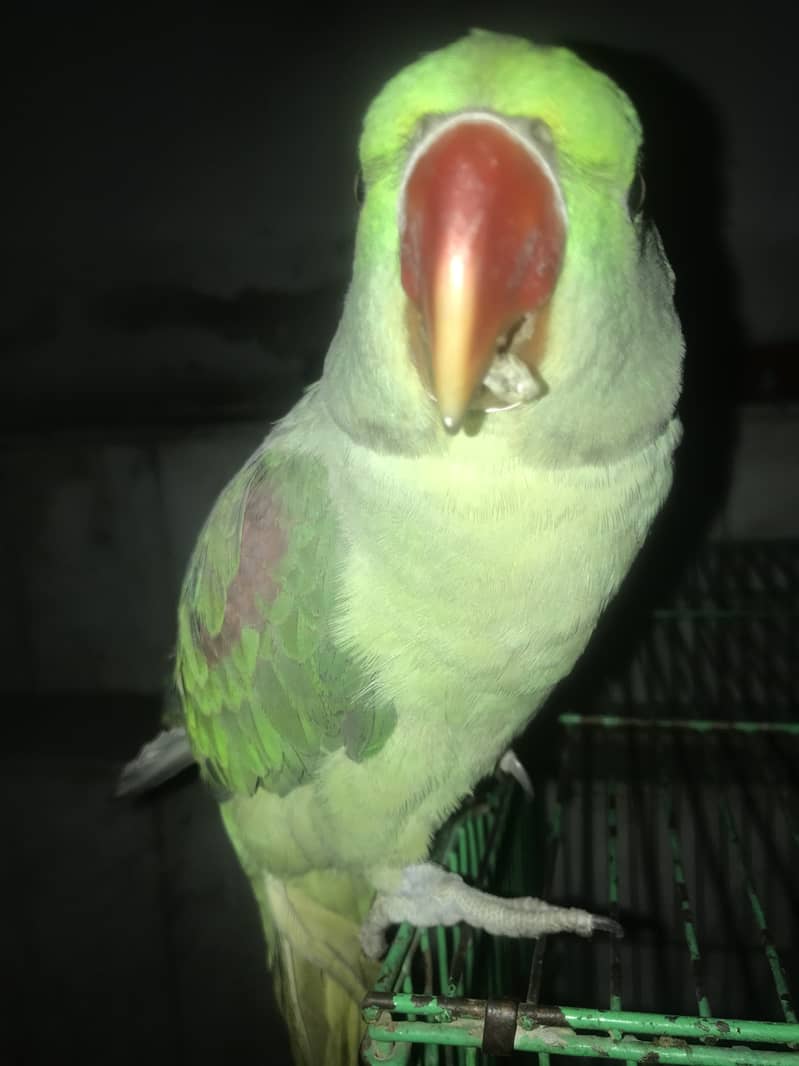 Kashmiri Raw Parrot Hand Tame zero Bite 12