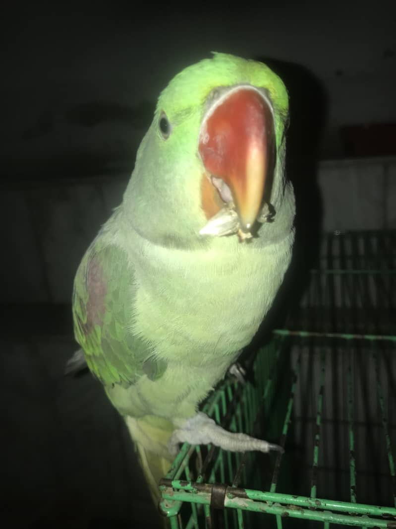 Kashmiri Raw Parrot Hand Tame zero Bite 13