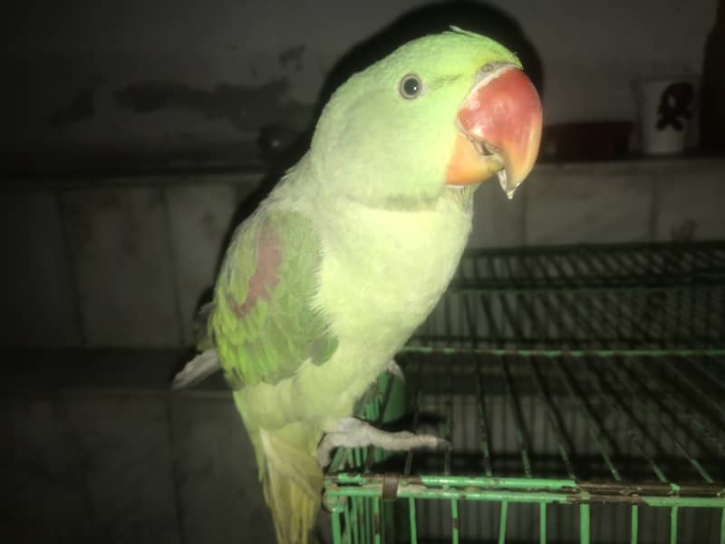 Kashmiri Raw Parrot Hand Tame zero Bite 14