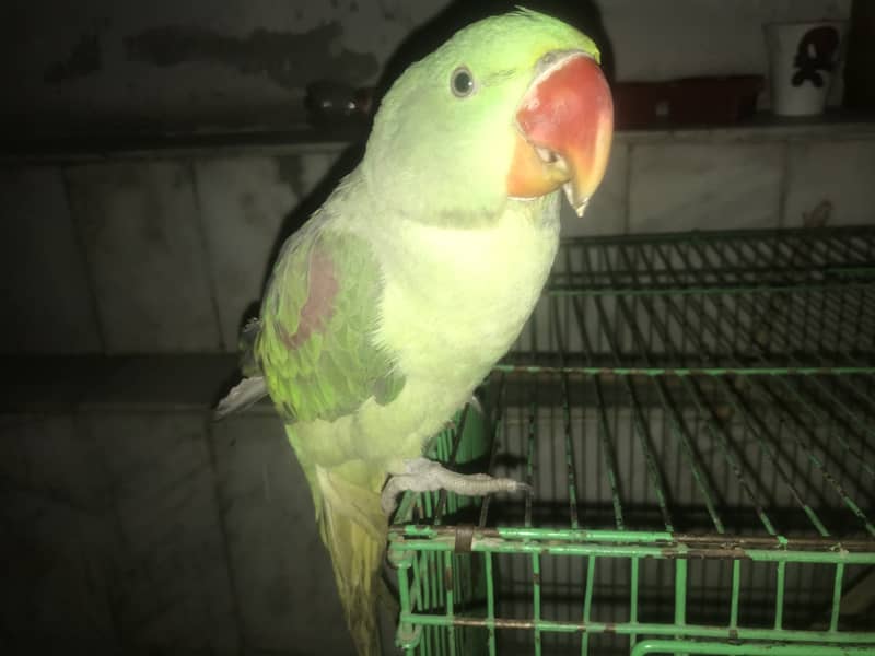 Kashmiri Raw Parrot Hand Tame zero Bite 15