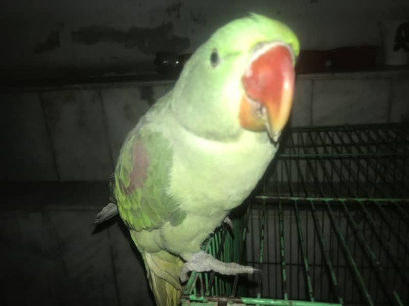 Kashmiri Raw Parrot Hand Tame zero Bite 16