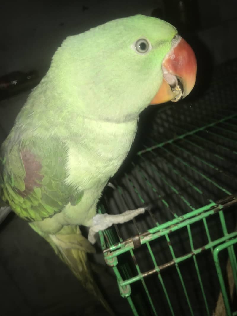 Kashmiri Raw Parrot Hand Tame zero Bite 17