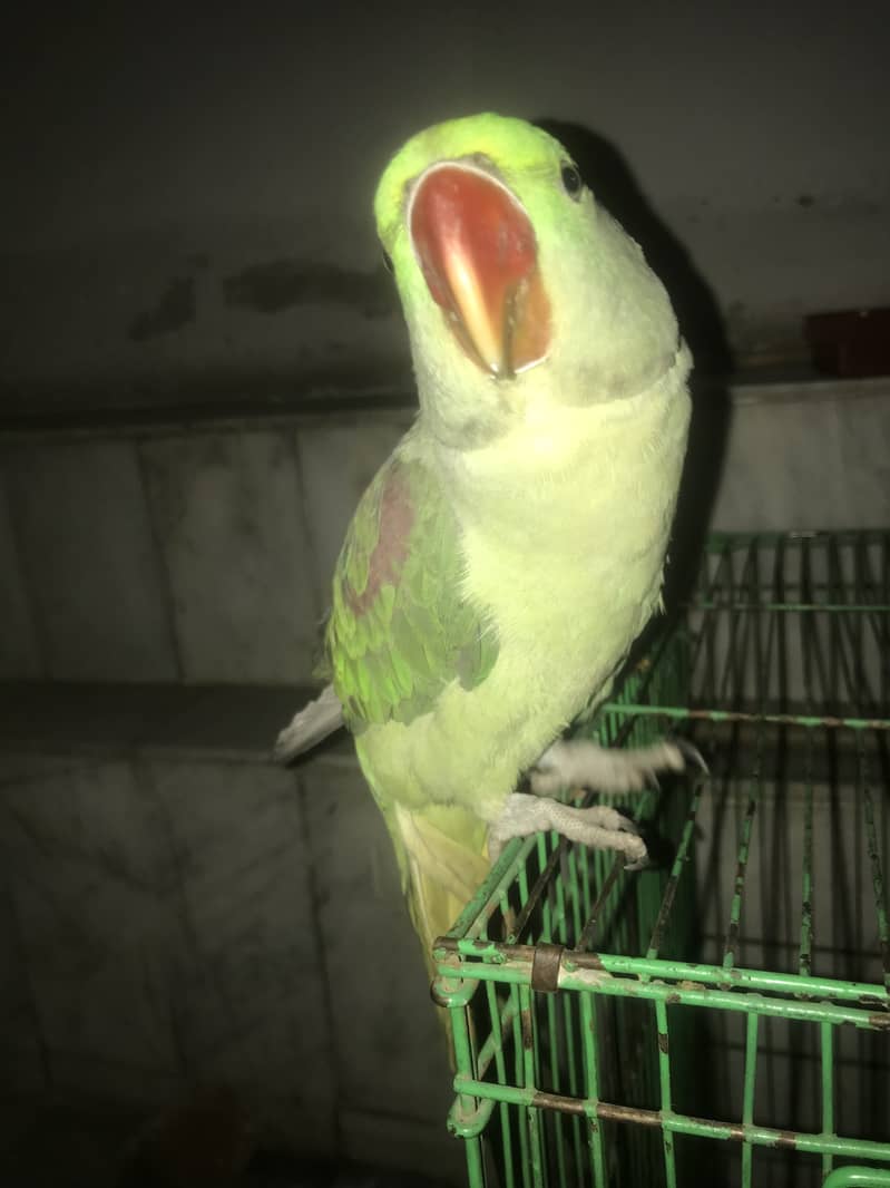 Kashmiri Raw Parrot Hand Tame zero Bite 18