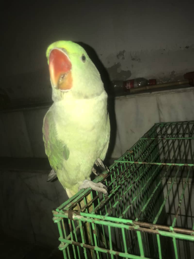 Kashmiri Raw Parrot Hand Tame zero Bite 19