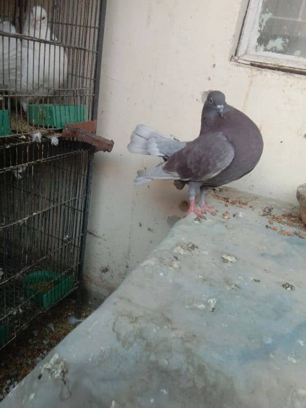 fancy pigeon 11