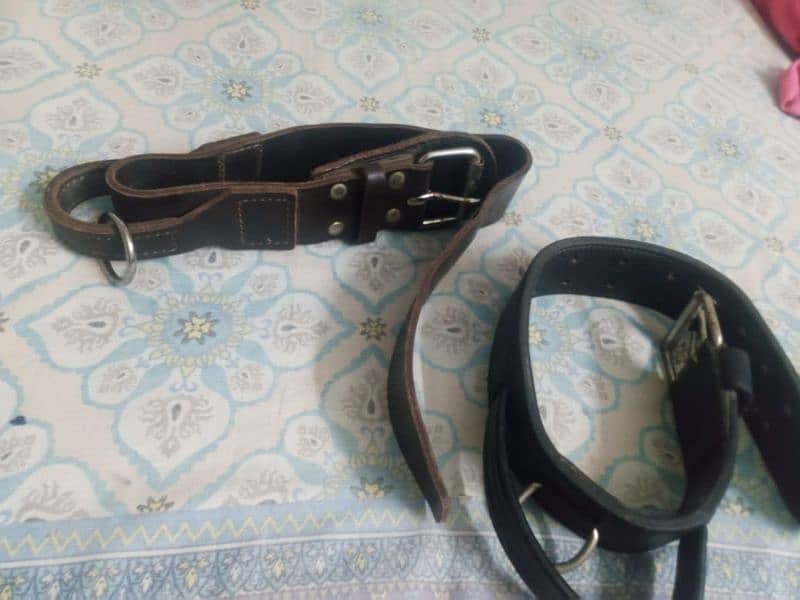 Dog saftie belt 10