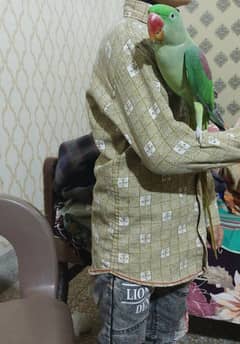 Kashmiri raw , hand tame , talking , raw parrot