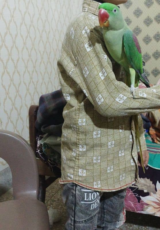 Kashmiri raw , hand tame , talking , raw parrot 0