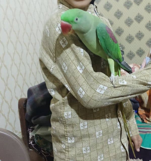 Kashmiri raw , hand tame , talking , raw parrot 1