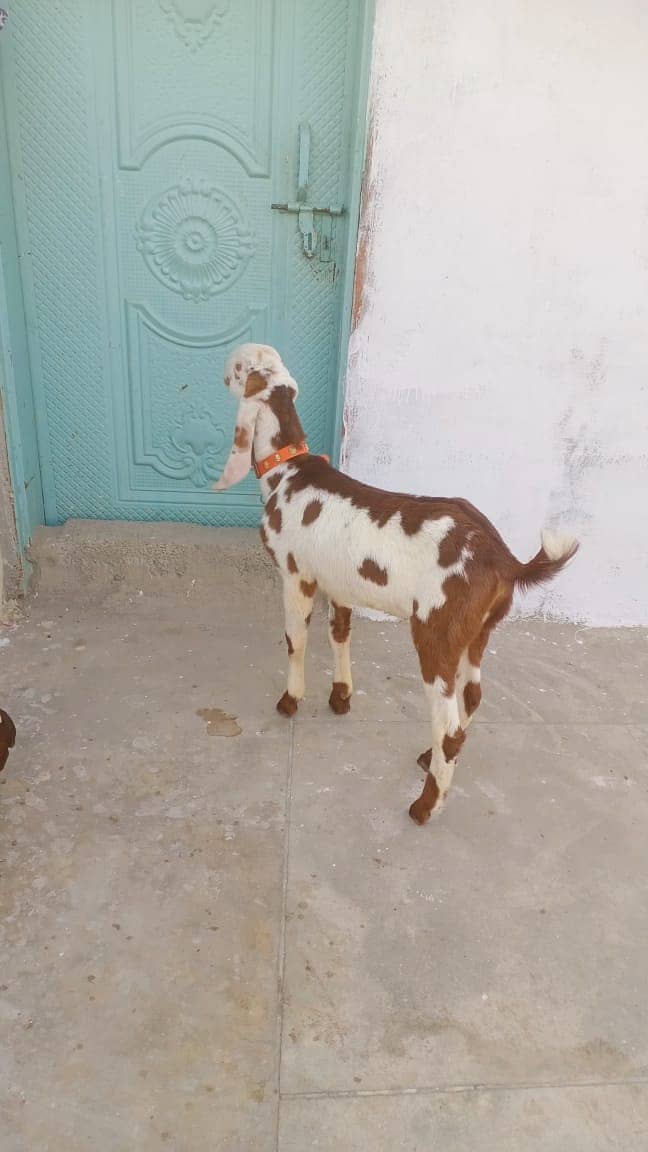 betal bkra/bkra/goat/for sale 0