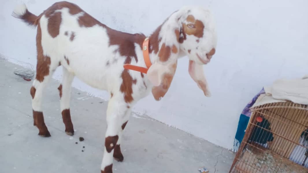 betal bkra/bkra/goat/for sale 1