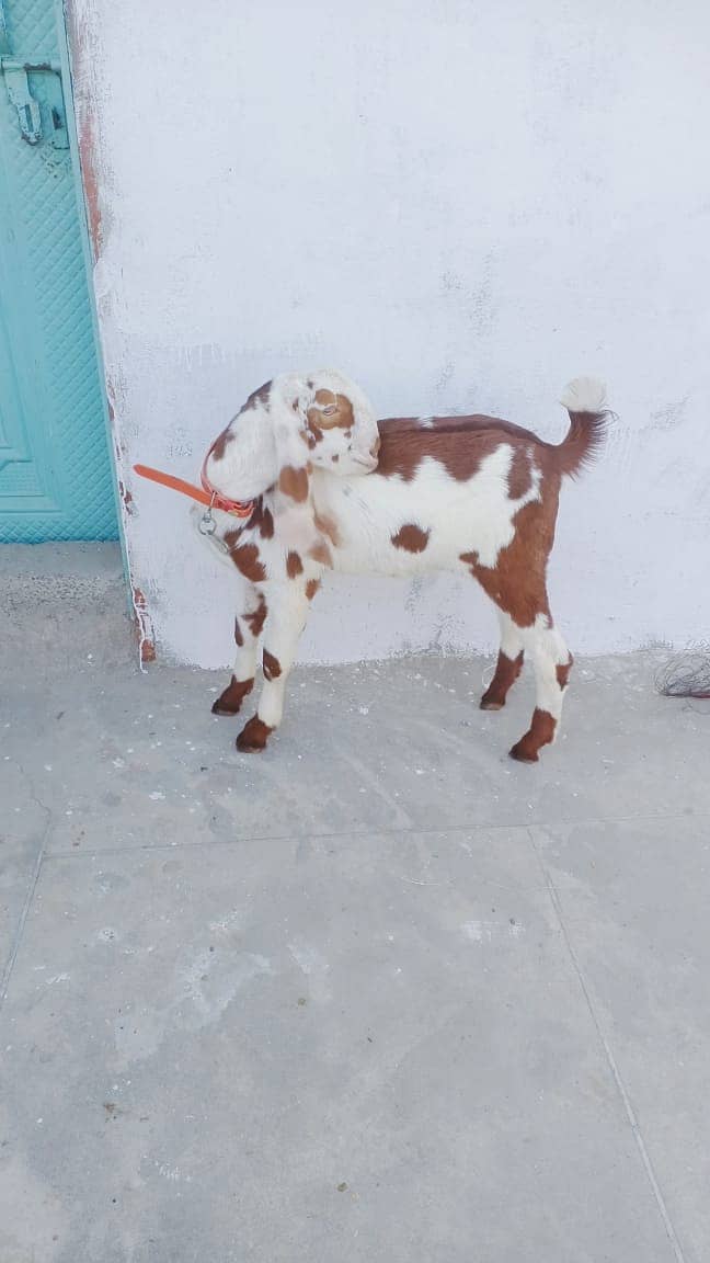 betal bkra/bkra/goat/for sale 2