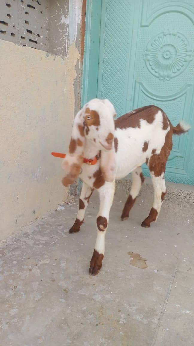 betal bkra/bkra/goat/for sale 3